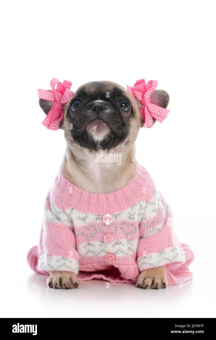 French bulldog clothes for women sale