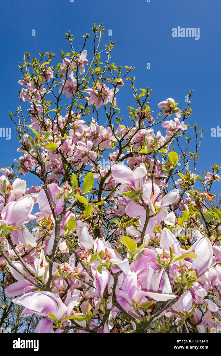 Flowering Sprenger's magnolia (Magnolia sprengeri) native to China, showing pink flowers in spring Stock Photo