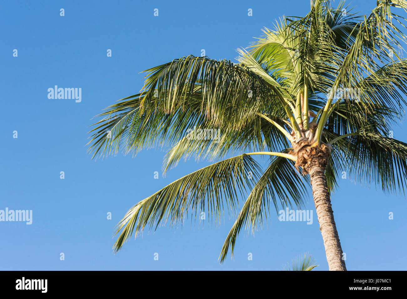 Coconut palm tree, Cocos nucifera, Kauai, Hawaii, USA Stock Photo