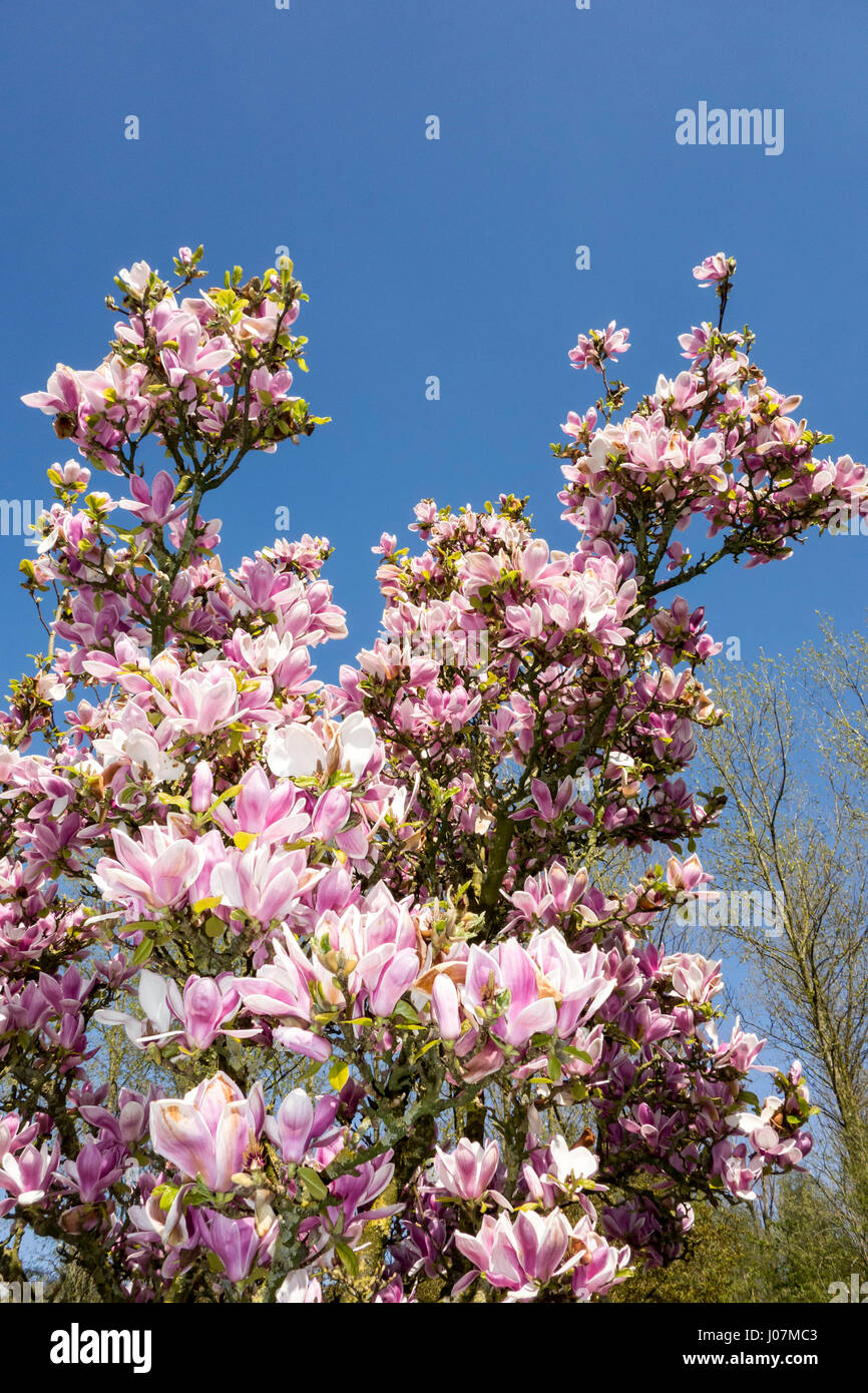 Flowering Sprenger's magnolia (Magnolia sprengeri) native to China, showing pink flowers in spring Stock Photo