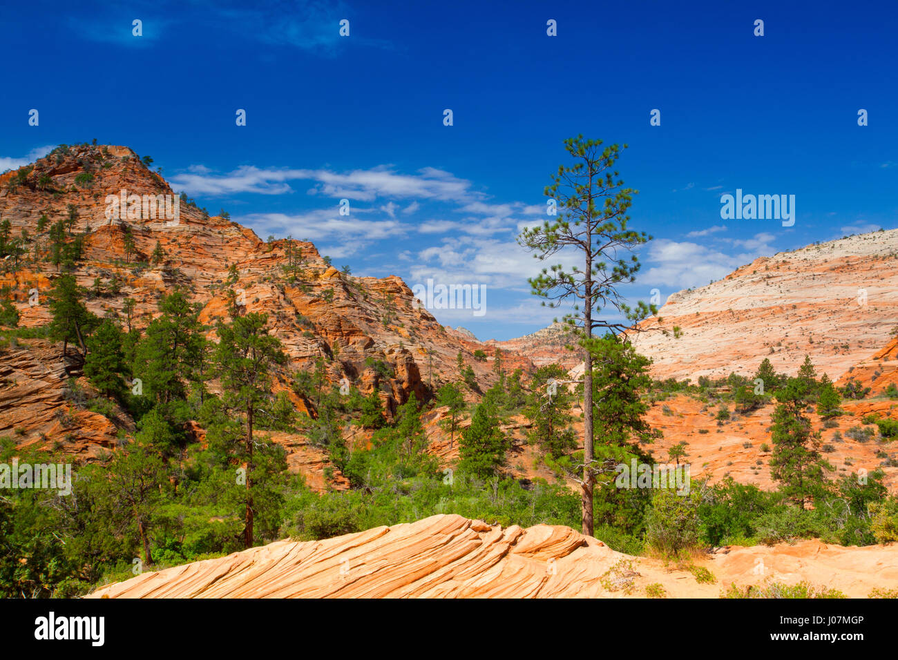 Famous Zion National Park. It is a southwest Utah nature preserve distinguished by Zion Canyon’s steep red cliffs Stock Photo
