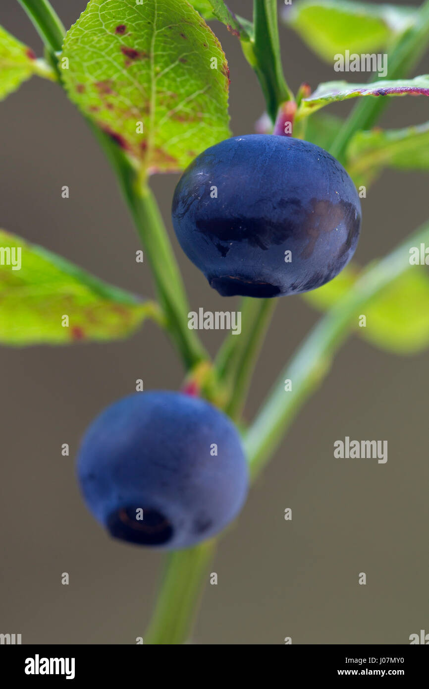 European blueberry / bilberry / whortleberry (Vaccinium myrtillus), close up of leaves and berries Stock Photo
