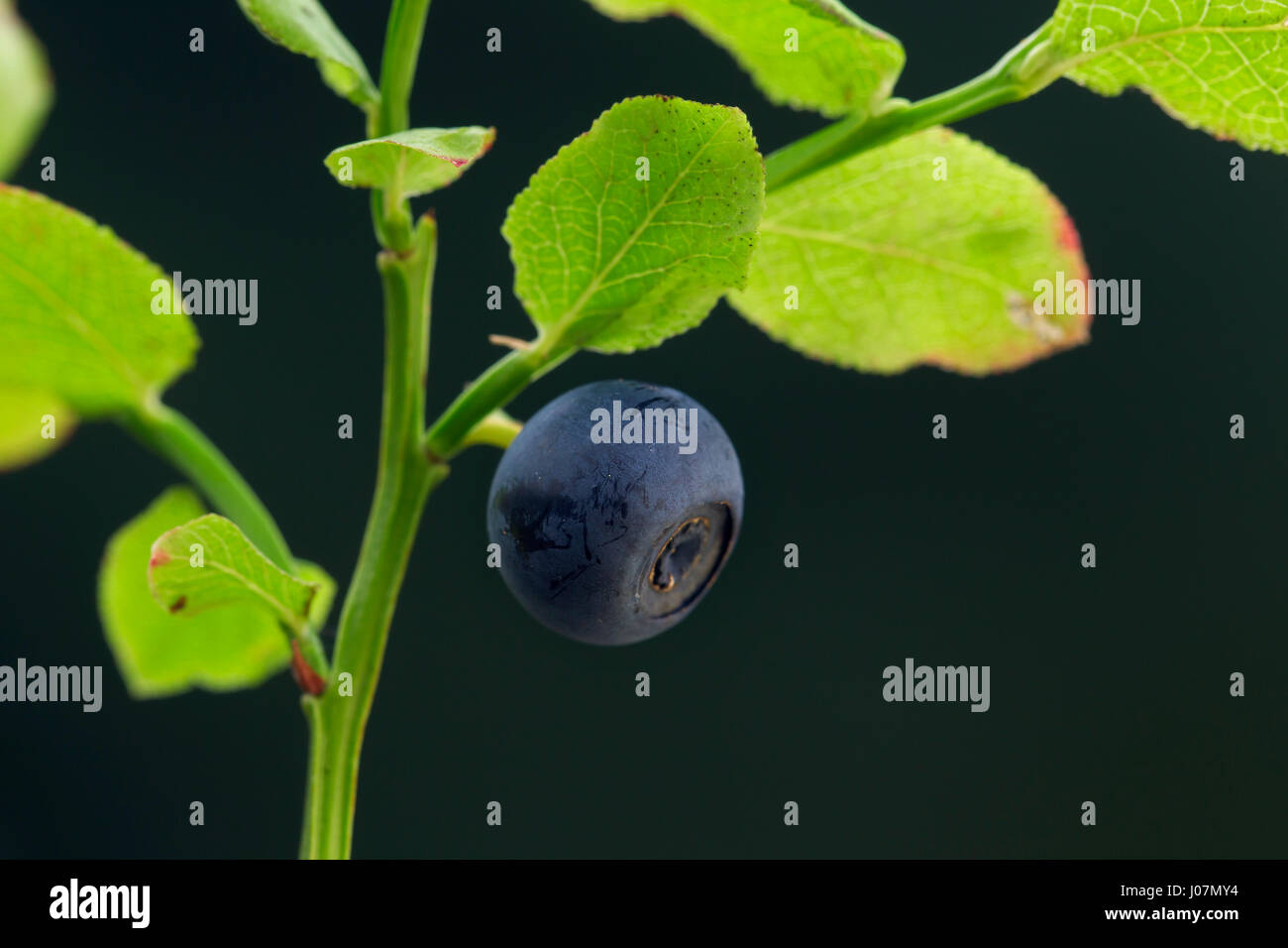 European blueberry / bilberry / whortleberry (Vaccinium myrtillus), close up of leaves and berry Stock Photo