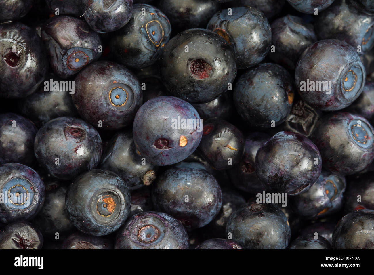 European blueberry / bilberry / whortleberry (Vaccinium myrtillus), close up of harvested berries Stock Photo