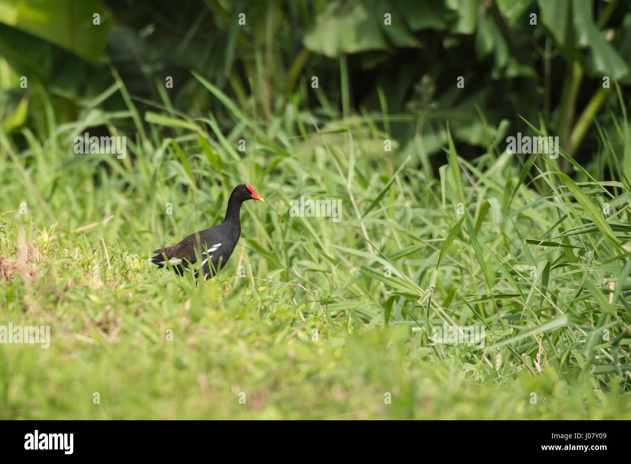 Hawaiian gallinule, Gallinula galeata sandvicensis, Hawaiian moorhen, Kauai, Hawaii, USA Stock Photo