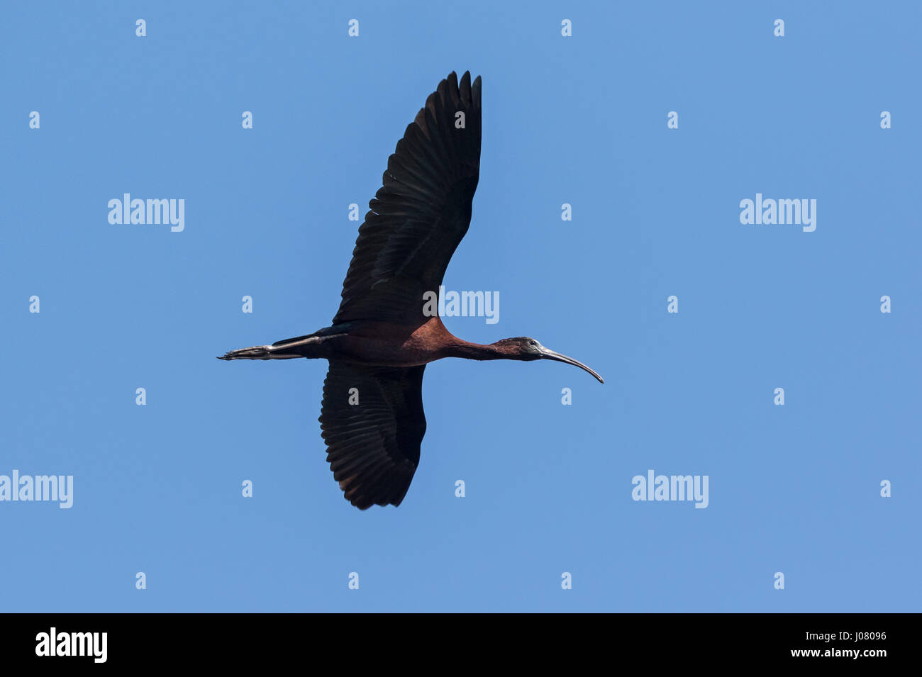 Glossy Ibis (Plegadis falcinellus) in flight, Prek Toal, Tonle Sap, Cambodia Stock Photo