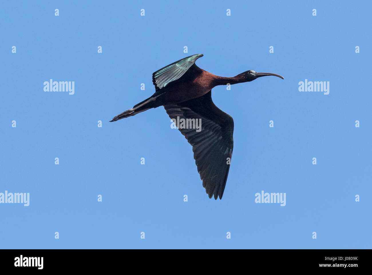 Glossy Ibis (Plegadis falcinellus) in flight, Prek Toal, Tonle Sap, Cambodia Stock Photo