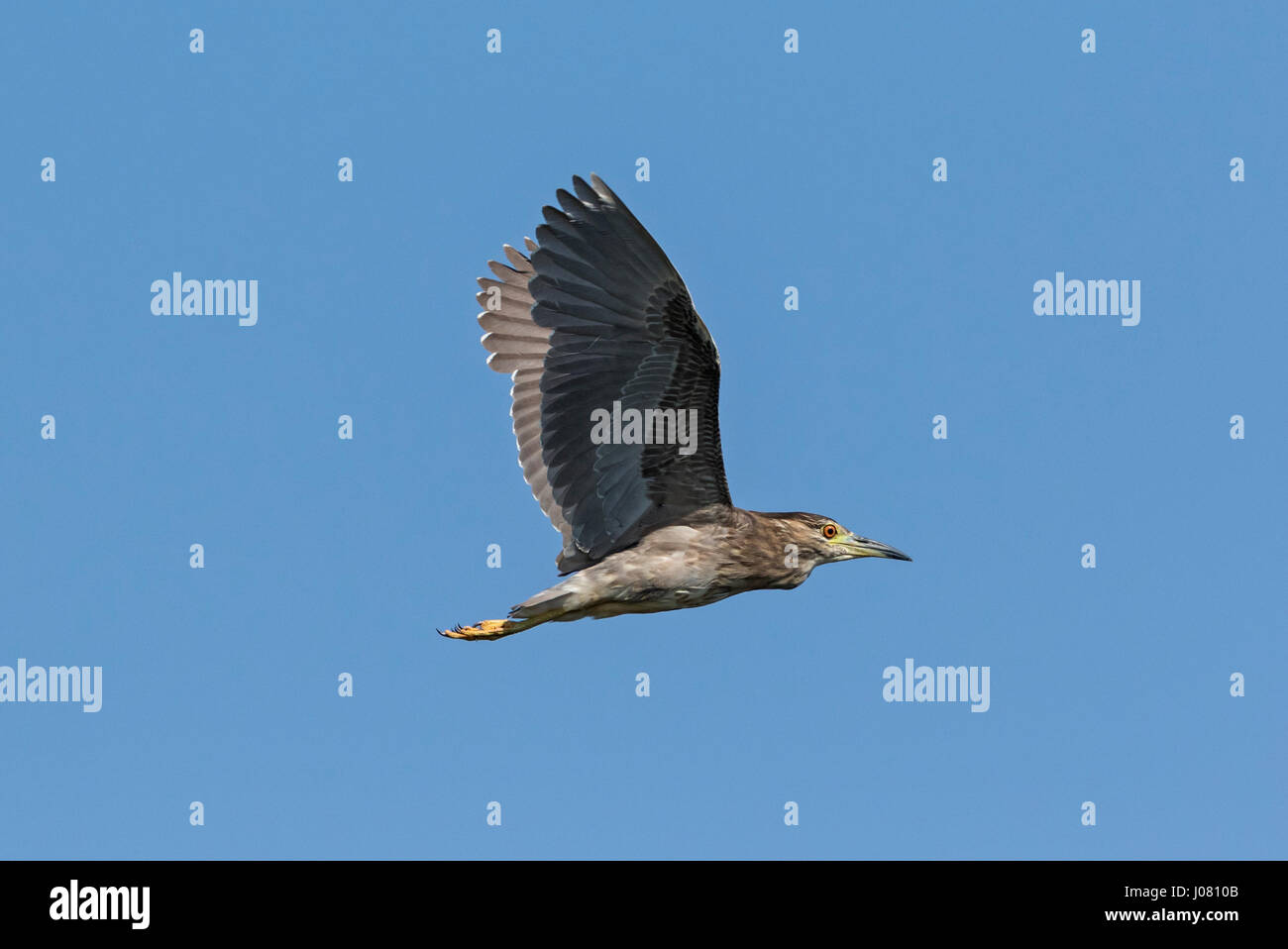 Black-crowned Night Heron (Nycticorax nycticorax) juvenile in flight, Prek Toal, Tonle Sap, Cambodia Stock Photo
