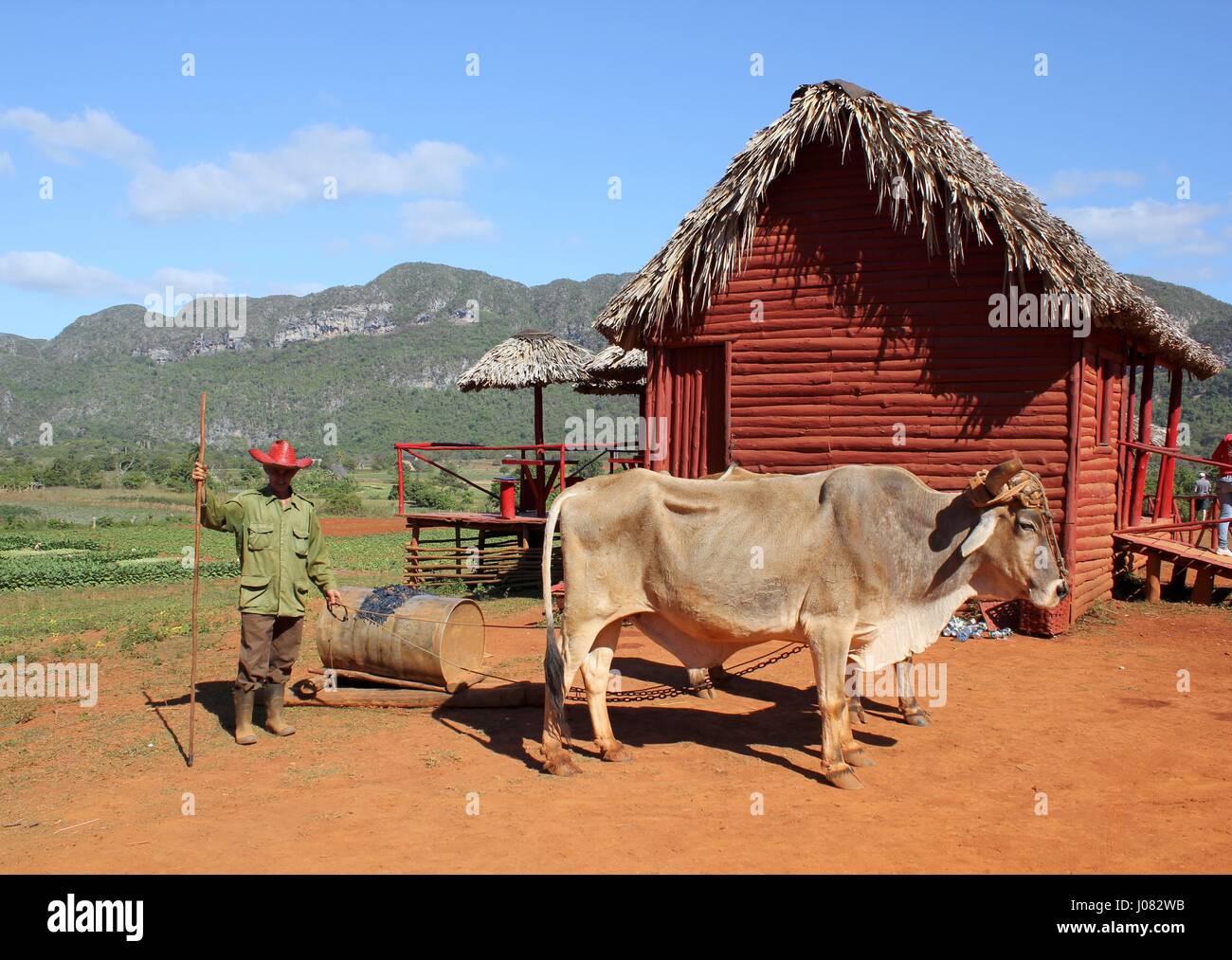 A farmer pauses with his buffalo on his way to the tobacco plantation Stock Photo