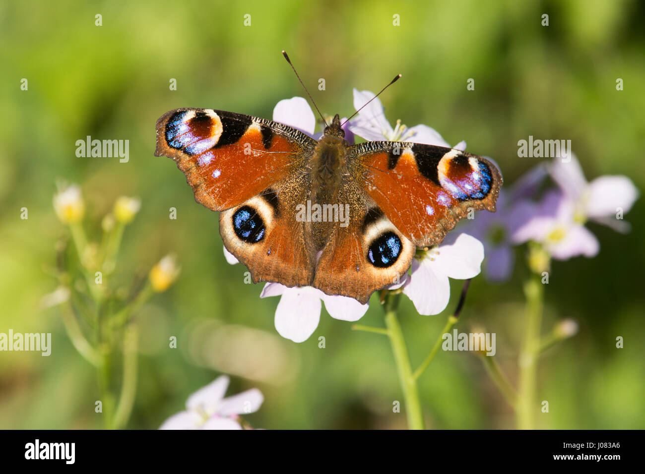Peacock butterfly, Inachis io, Aglais io, on Cuckoo flower, Lady's-smock, Cardamine pratensis, Sussex, April Stock Photo