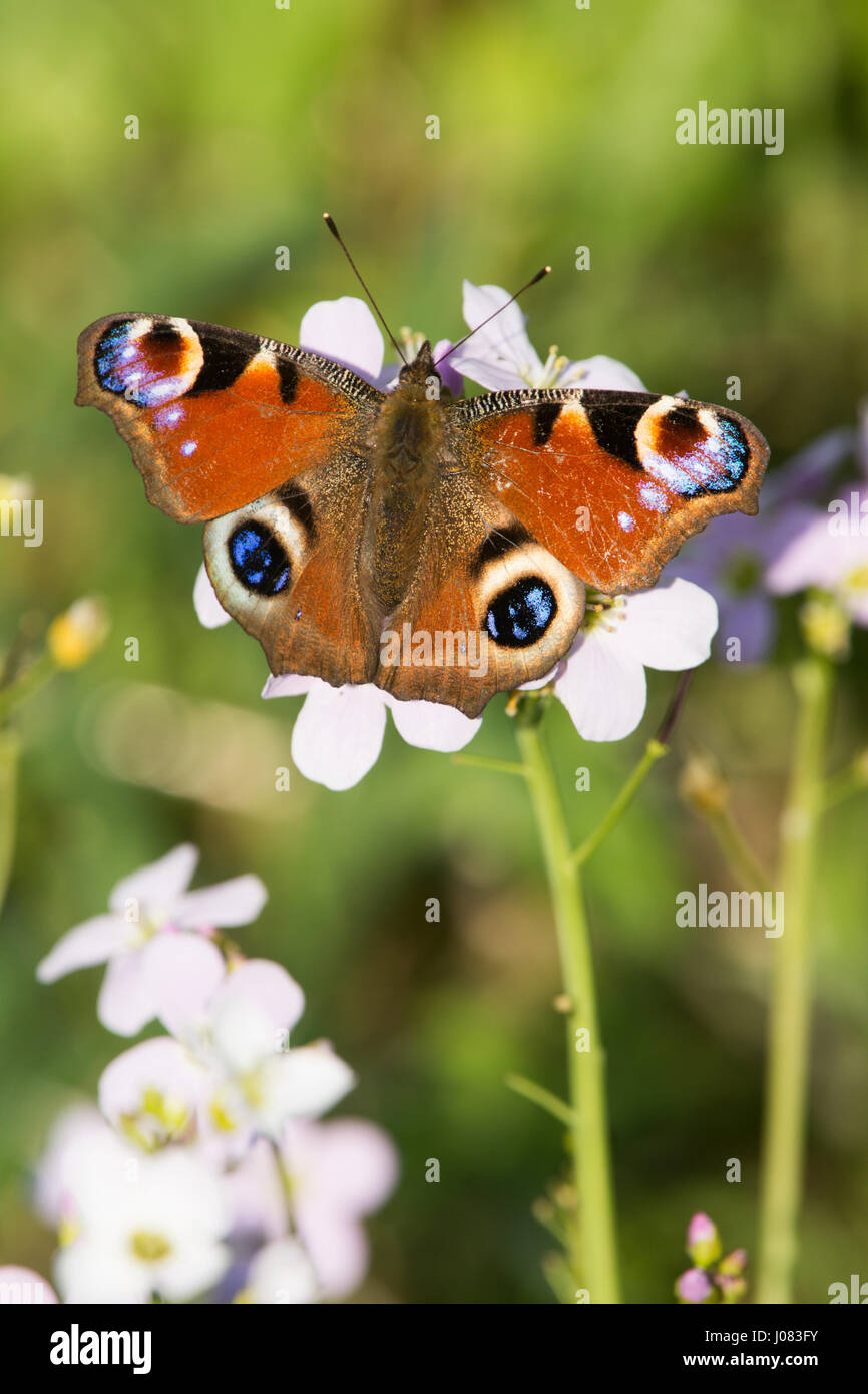 Peacock butterfly, Inachis io, Aglais io, on Cuckoo flower, Lady's-smock, Cardamine pratensis, Sussex, April Stock Photo