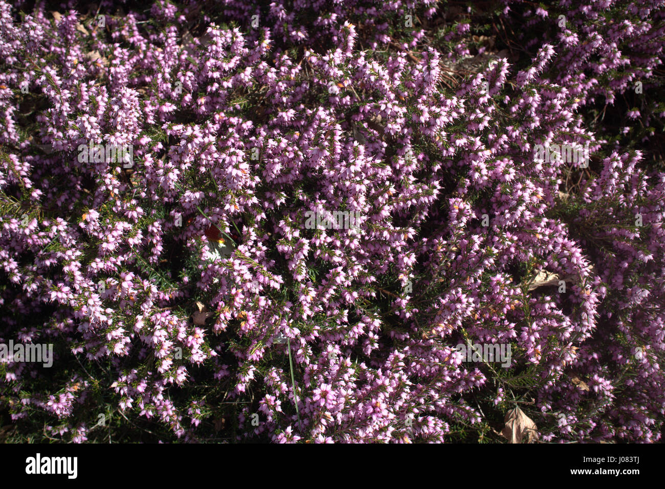 purple heather scottish Stock Photo