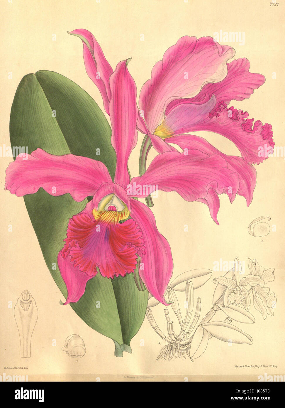 Cattleya × whitei - Curtis' 126 (Ser. 3 no. 56) pl. 7727 (1900) Stock Photo