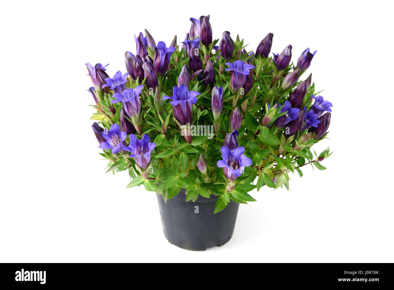 flowerpot of blue gentian on white isolated background Stock Photo