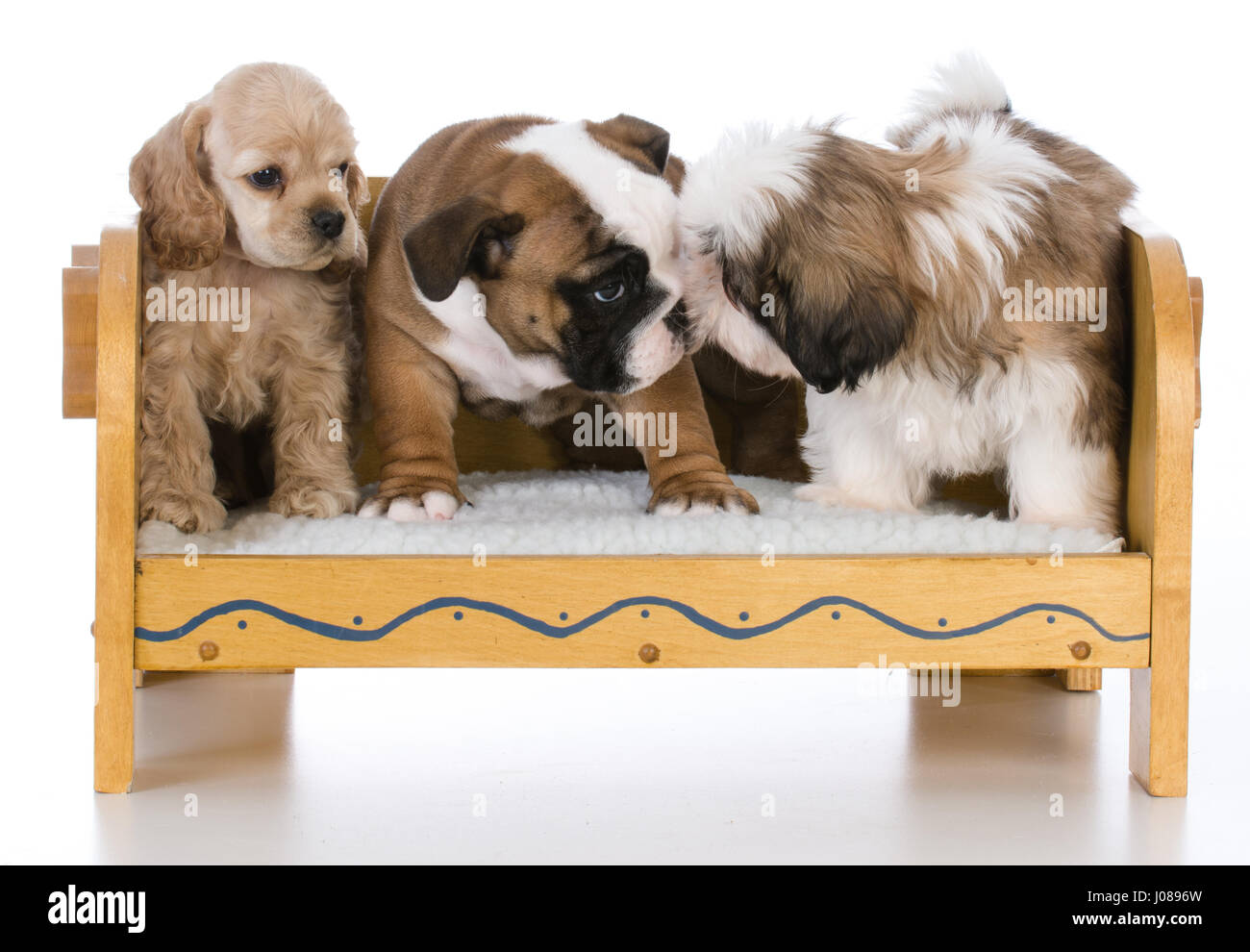 three different breeds of puppies sitting on a wooden bench Stock Photo ...