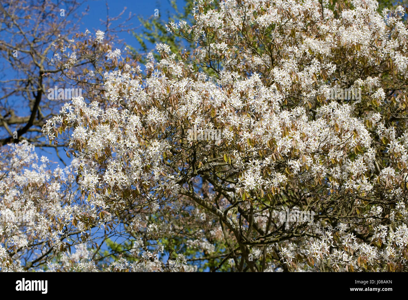 Amelanchier lamarckii blossoms in Spring. Stock Photo