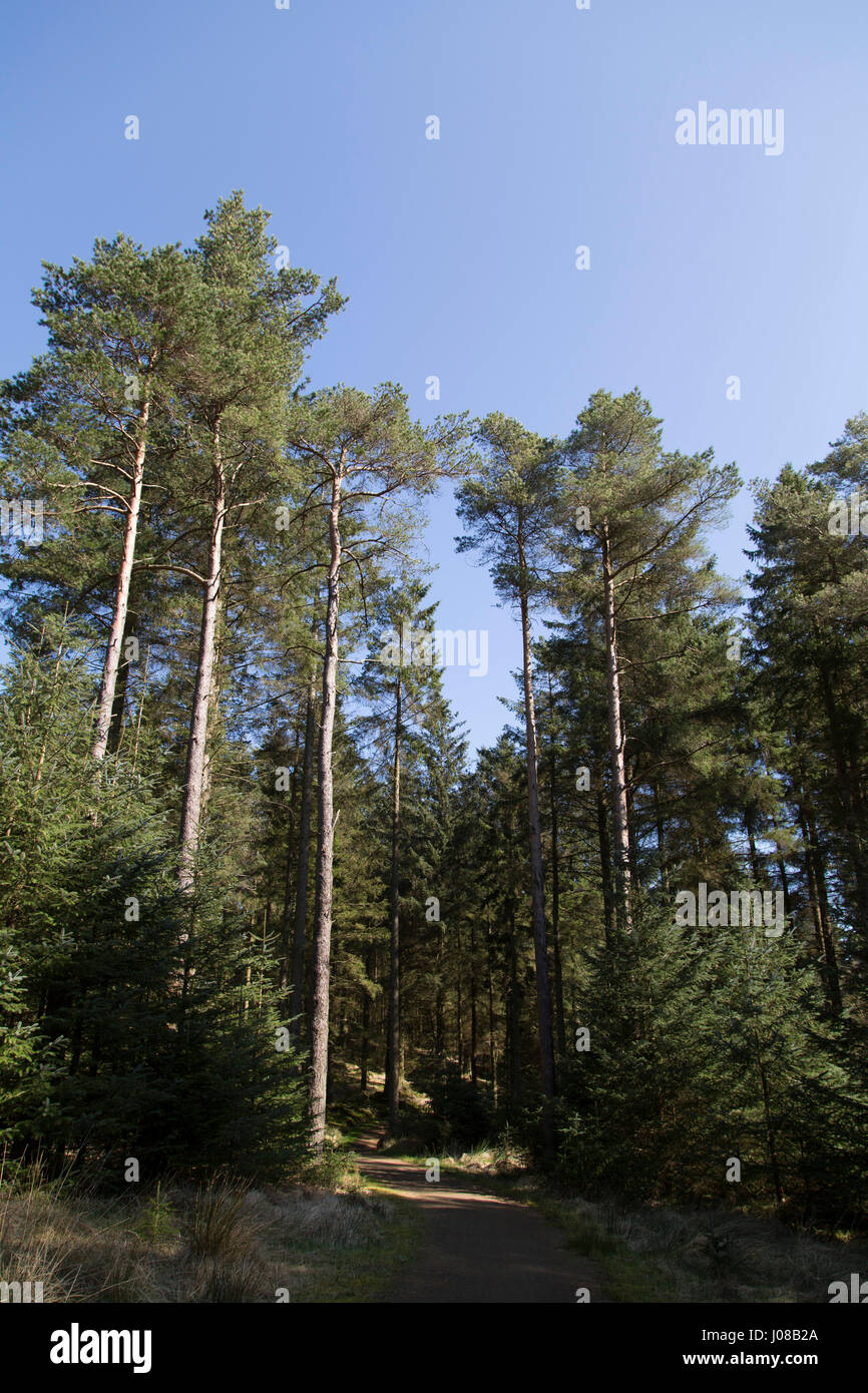 Kielder forest park hires stock photography and images Alamy