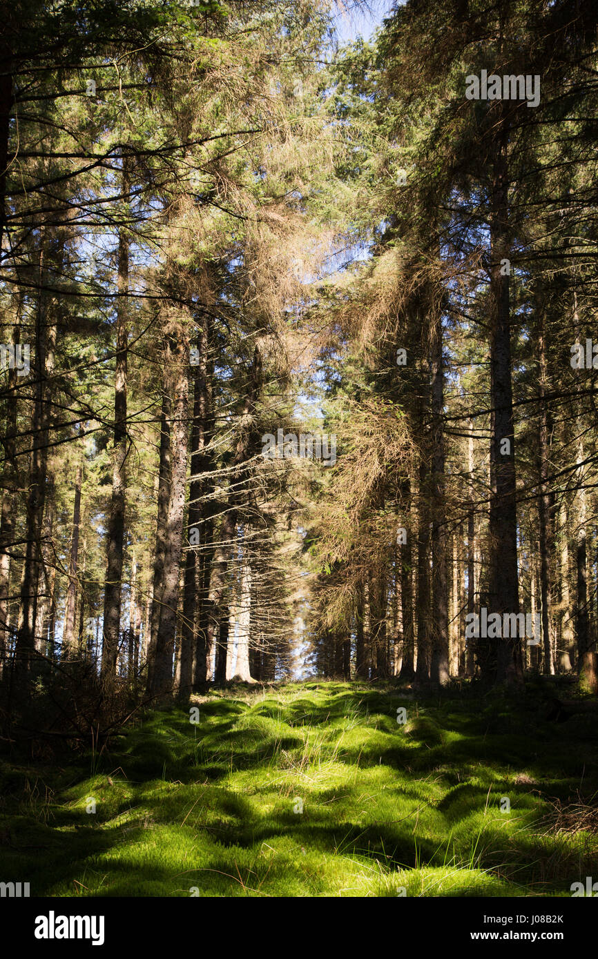 Kielder forest hires stock photography and images Alamy