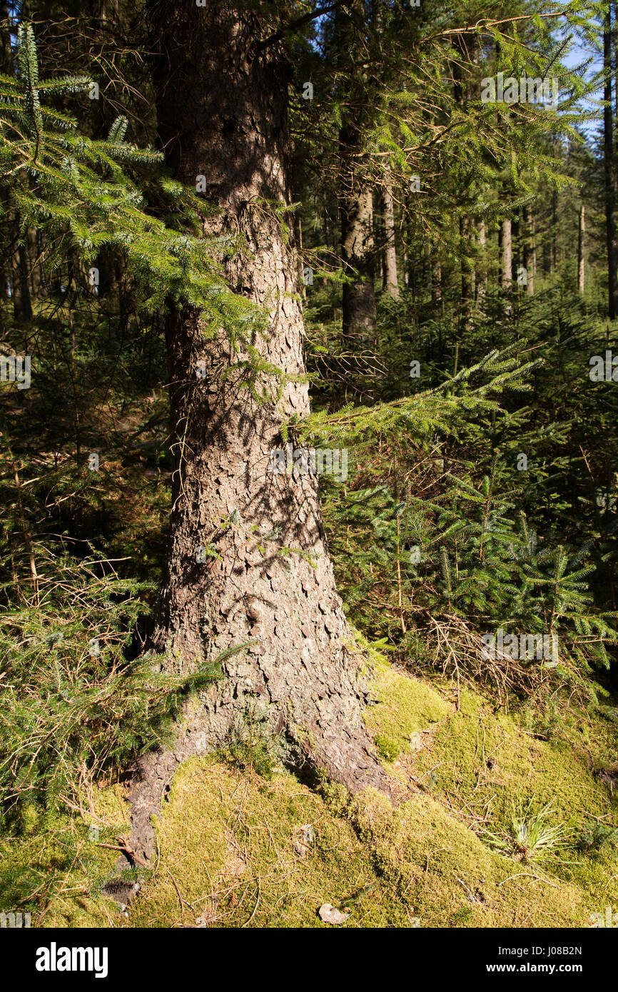 A tree trunk in Kielder Forest Park in Northumberland, England. Thw woodland surrounds Kielder