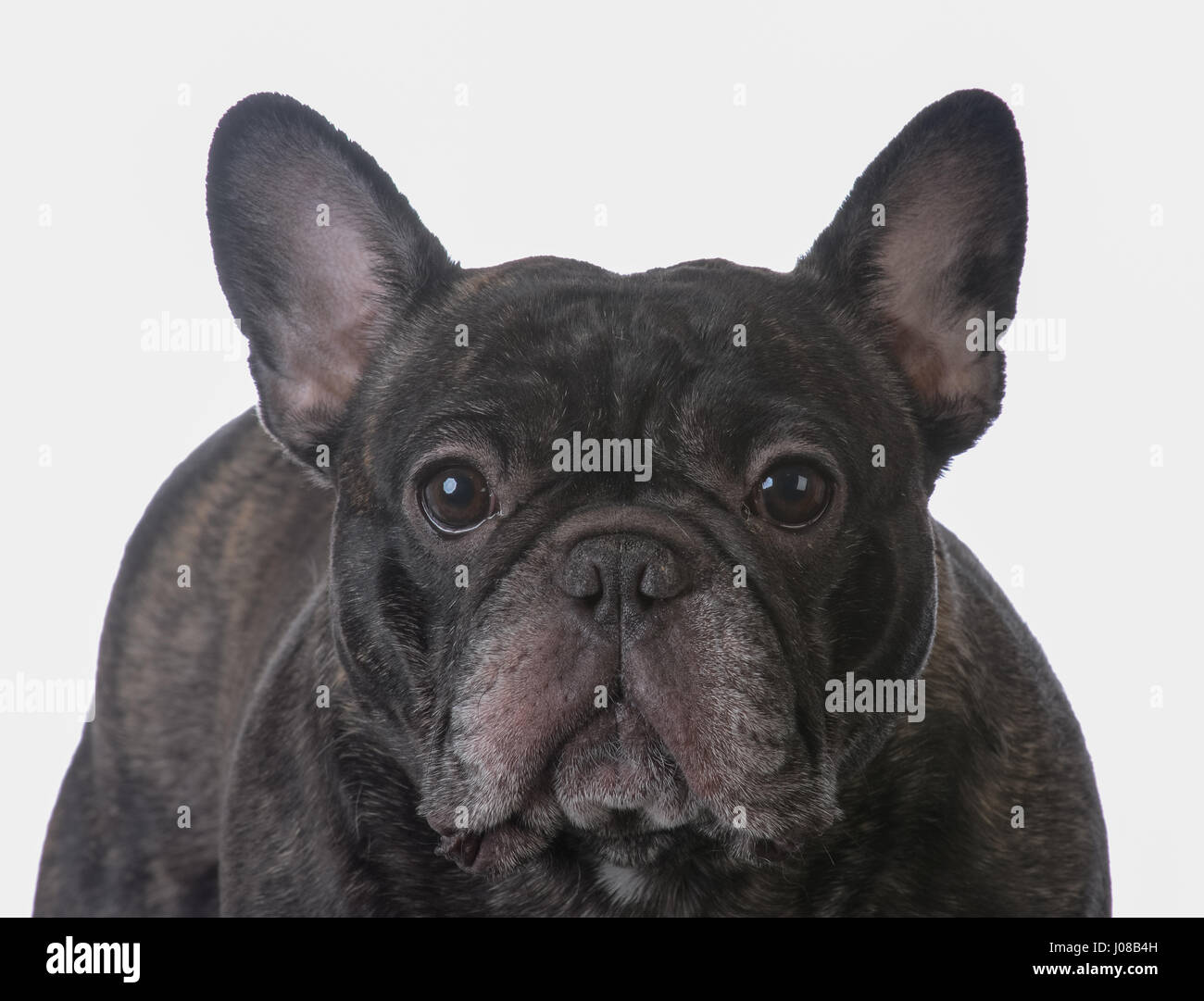 Reverse brindle french bulldog for on sale sale