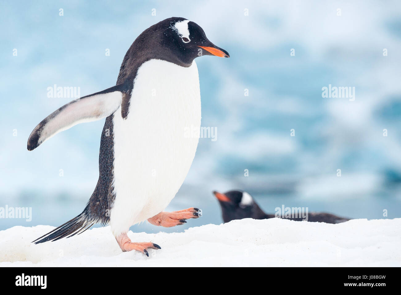 Gentoo penguin, Pygoscelis papua, walking, Port Lockroy, Wiencke Island, Palmer Archipelago, Antarctic Peninsula, Antarctica Stock Photo