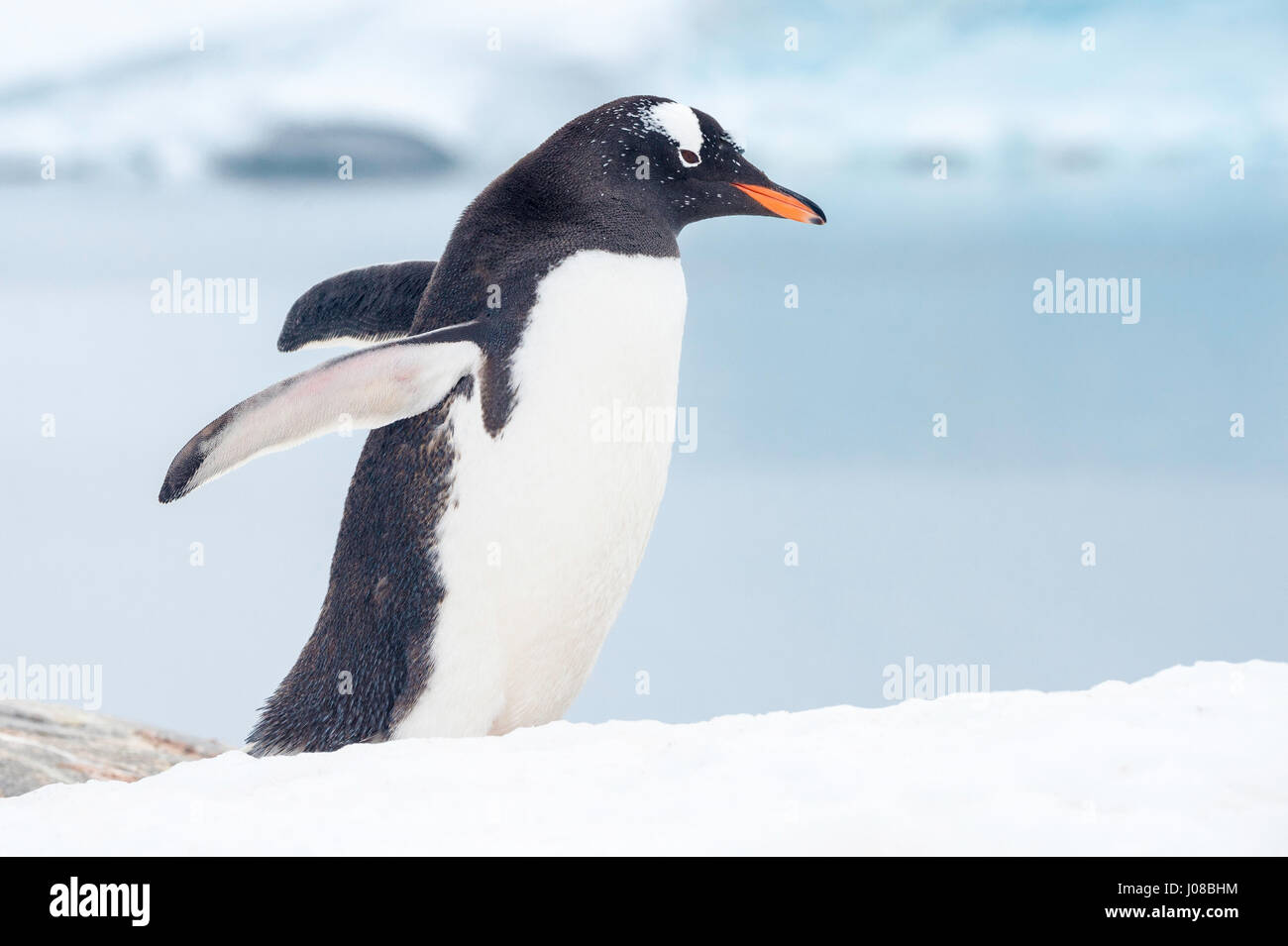 Gentoo penguin, Pygoscelis papua, walking, Port Lockroy, Wiencke Island, Palmer Archipelago, Antarctic Peninsula, Antarctica Stock Photo