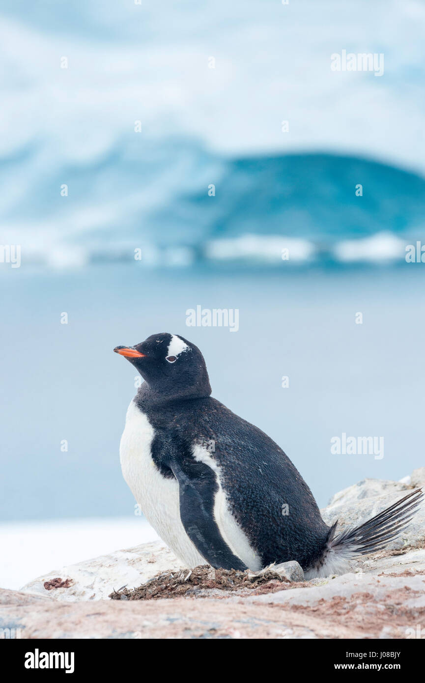 Gentoo penguin, Pygoscelis papua, nesting, Port Lockroy, Wiencke Island, Palmer Archipelago, Antarctic Peninsula, Antarctica Stock Photo