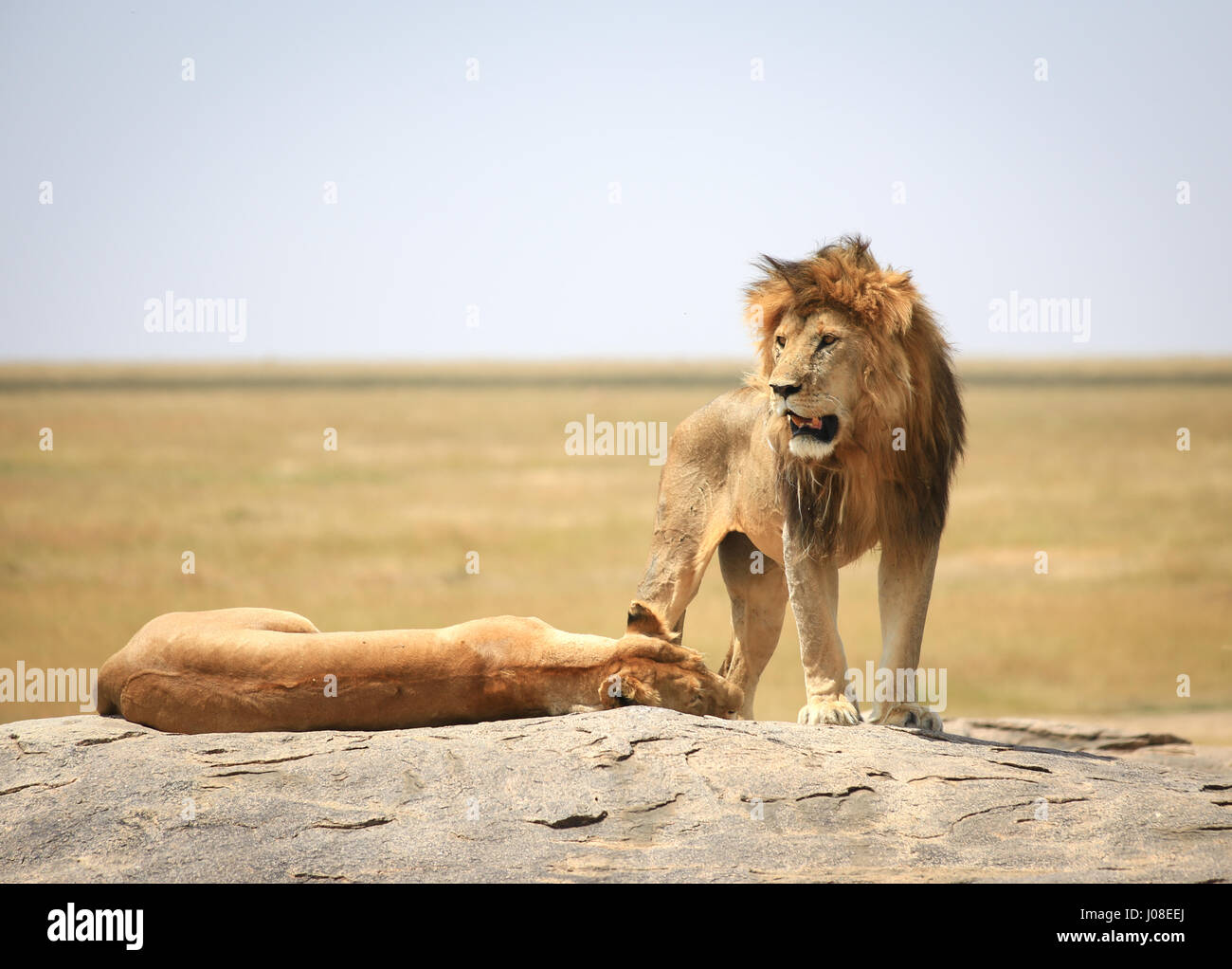 Family of lions in Serengeti, Tanzania Stock Photo