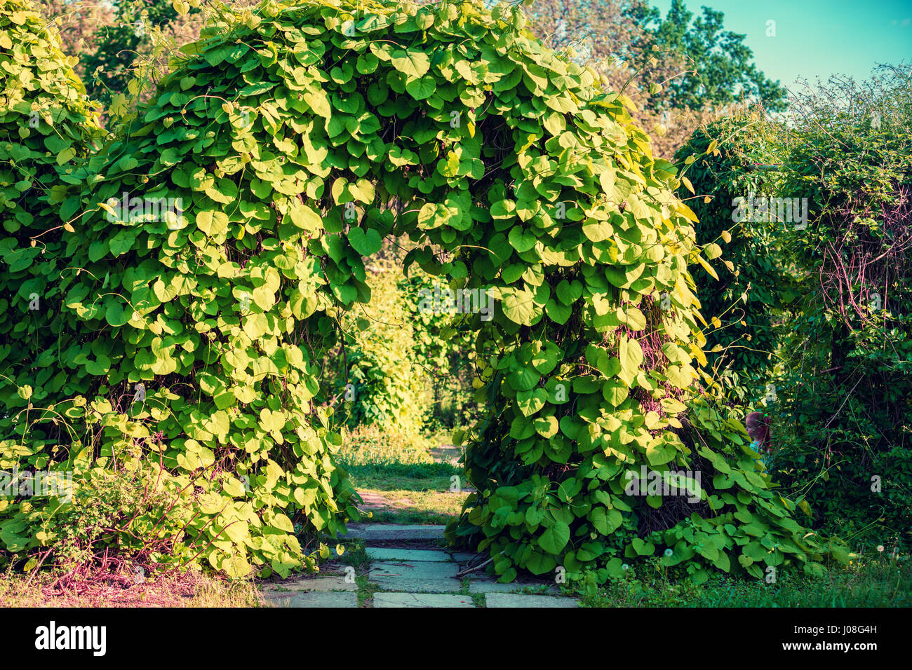 Landscape design in the garden. Arch from trees Stock Photo Alamy