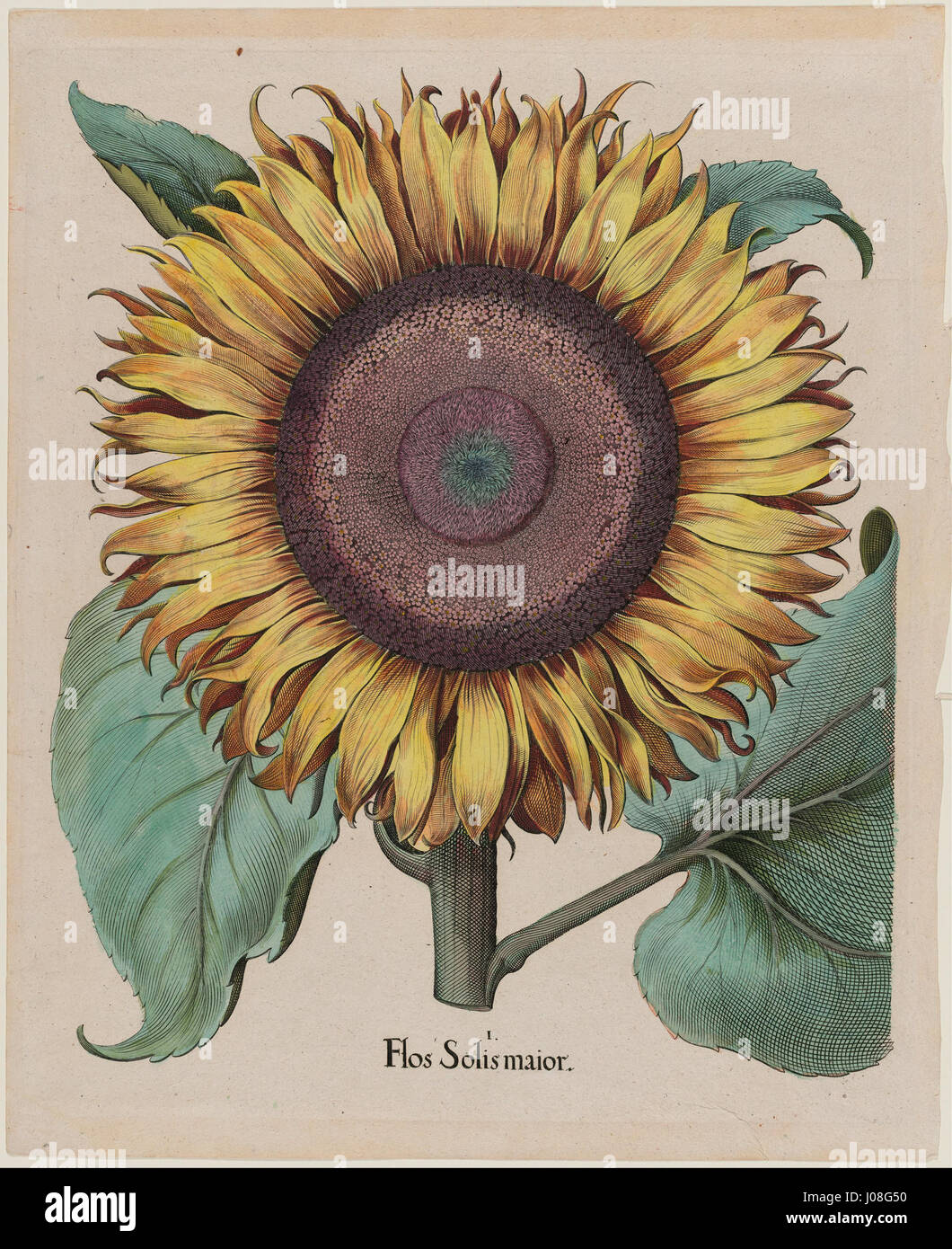 Unidentified artist - Large Sunflower (Flos Solis Maior), plate 1 from part 5, B. Besler,  Hortus Eystettensis , 1713 edit... - Stock Photo