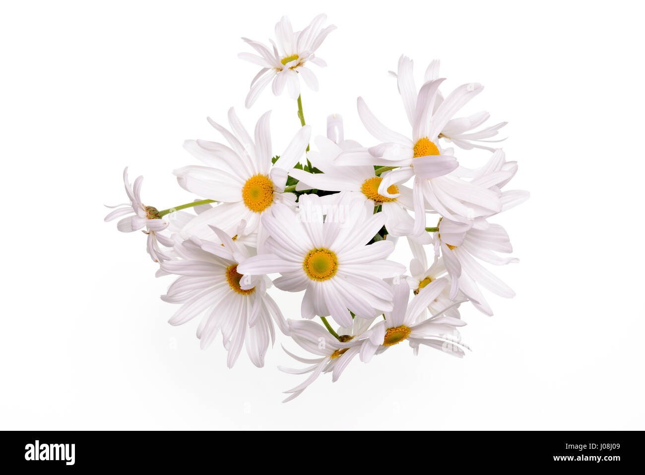 Daisy plant with flowers isolated on white background Stock Photo - Alamy