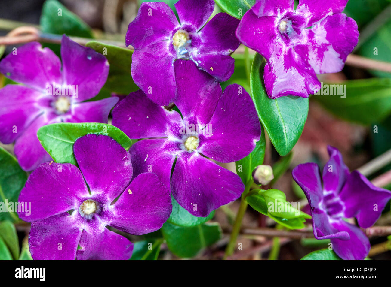 Periwinkle, Vinca minor 'Atropurpurea' Stock Photo Alamy