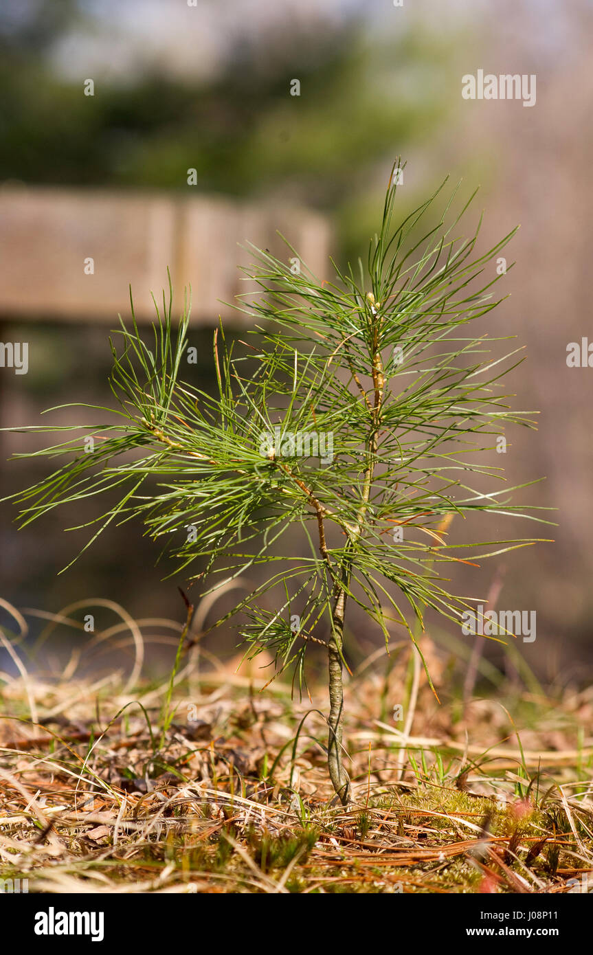 pine sapling with forest floor and park bench in background Stock Photo