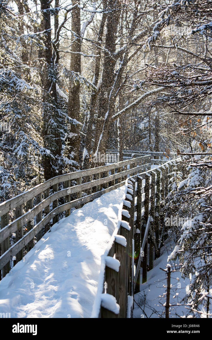 winter snow with sunshine path in the woods. Stock Photo