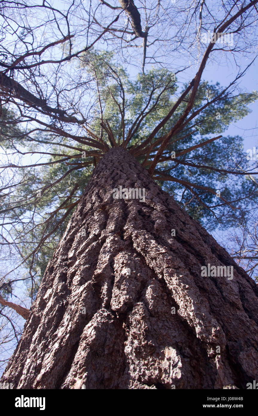 looking up at a Large Michigan white pine tree. Stock Photo