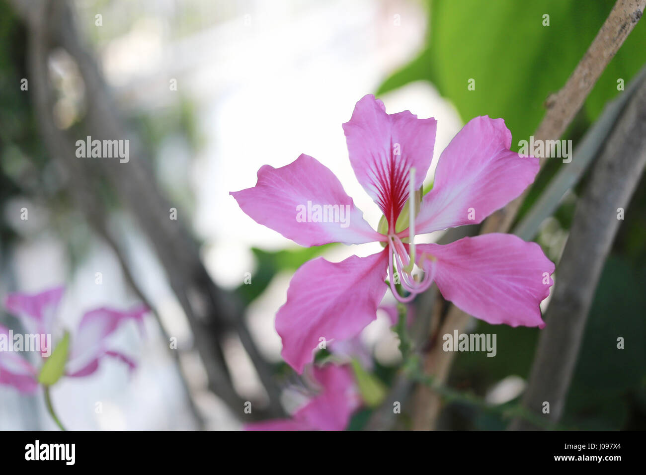 Pink Bauhinia purpurea flower in the garden. Stock Photo