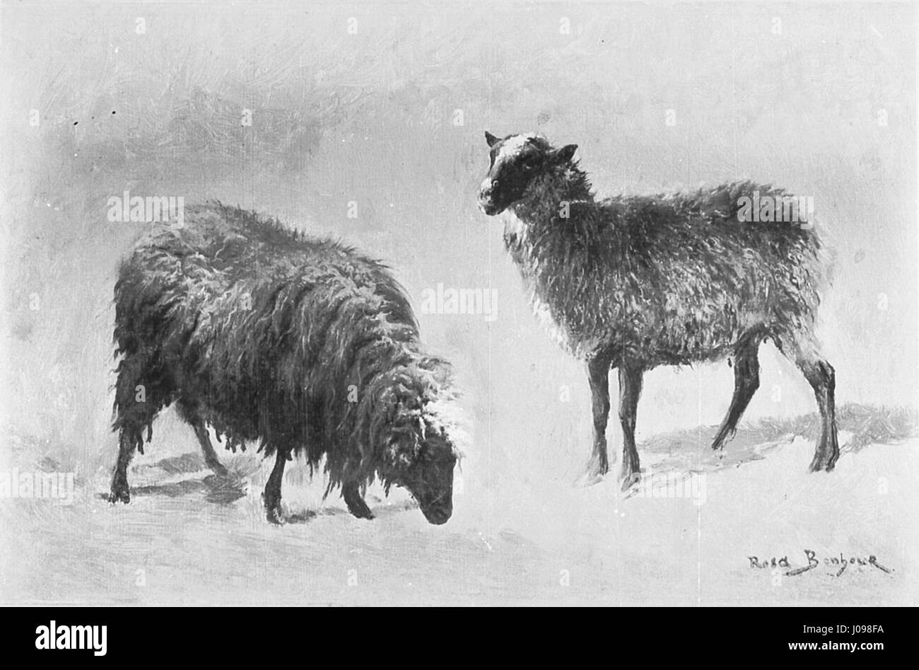 Cette gentille dame a amené ses deux moutons faire les courses avec elle  aujourd'hui. Animaux de compagnie en laisse bienvenus. : r/mildlyinteresting, image size:1300x947