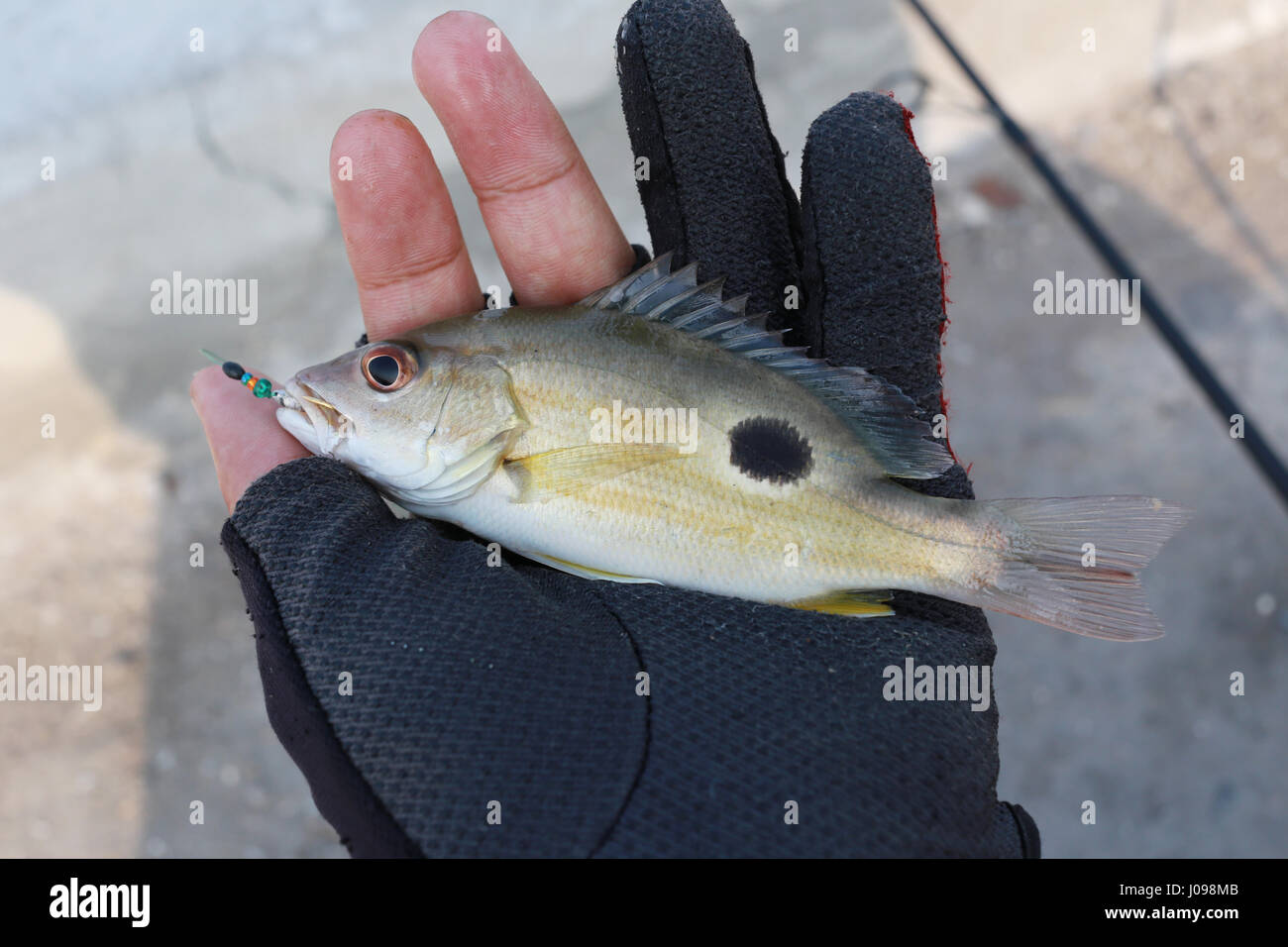 Moses perch hires stock photography and images Alamy