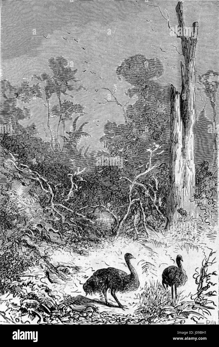 Édouard Riou's illustration for 'The Children of Captain Grant ...