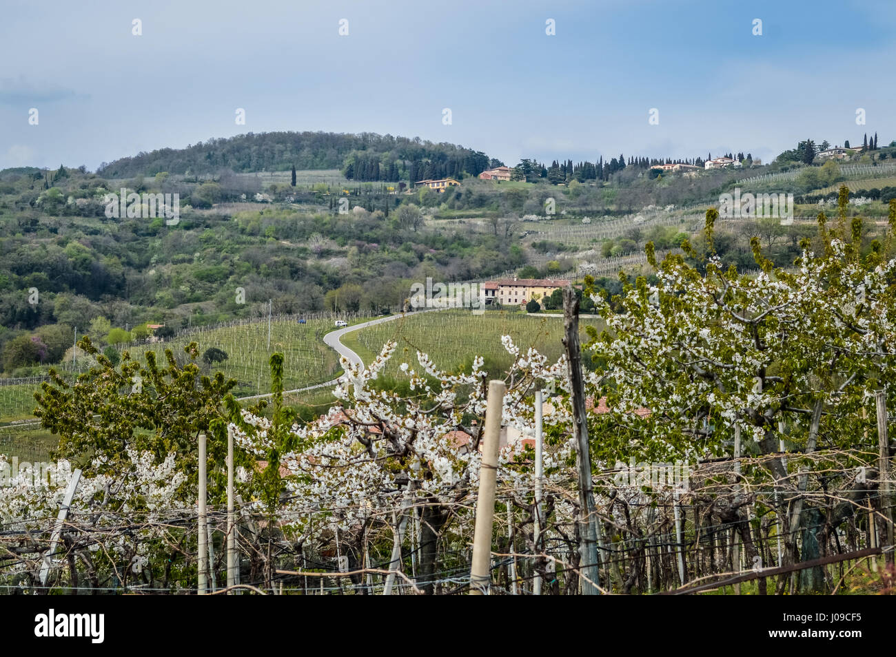 Vineyards on the hills of the Soave area near Verona in northern Italy, Soave is also a famous white italian wine. Stock Photo