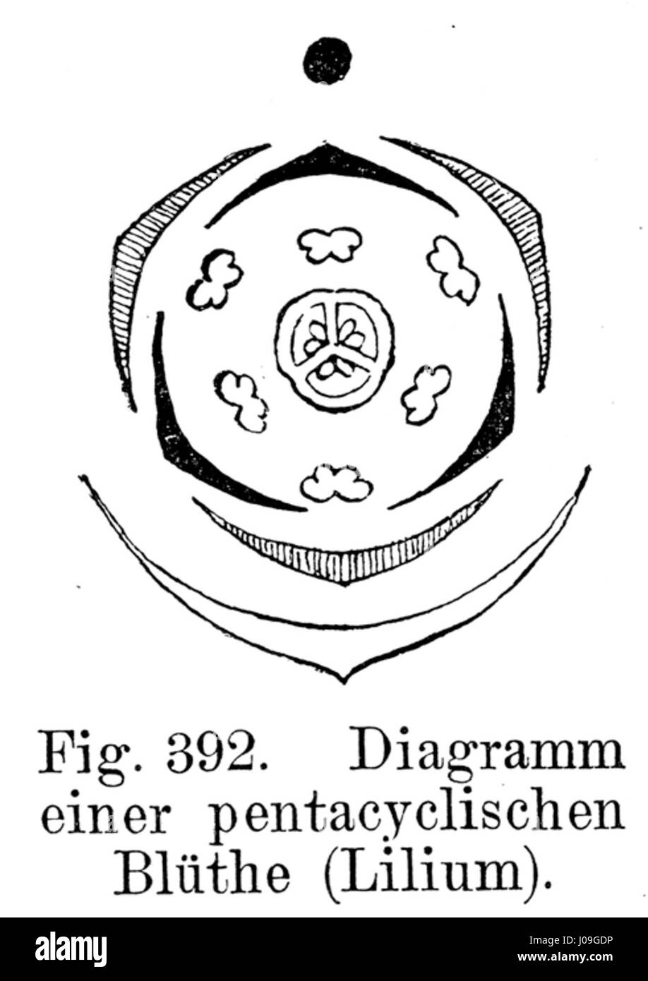 *Lilium Blütendiagramm* is a botanical illustration showing the flower structure of the Lilium species. This diagram is used to study the anatomy of the plant, providing detailed information on the flower's parts, including petals, stamens, and pistils. Stock Photo