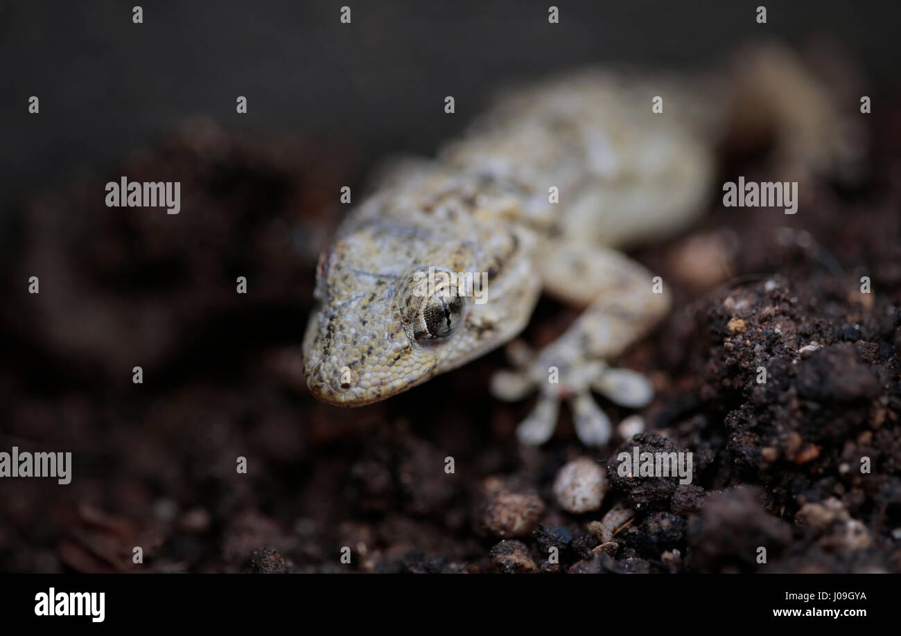 mediterranean geko, Tarentola mauritanica Stock Photo