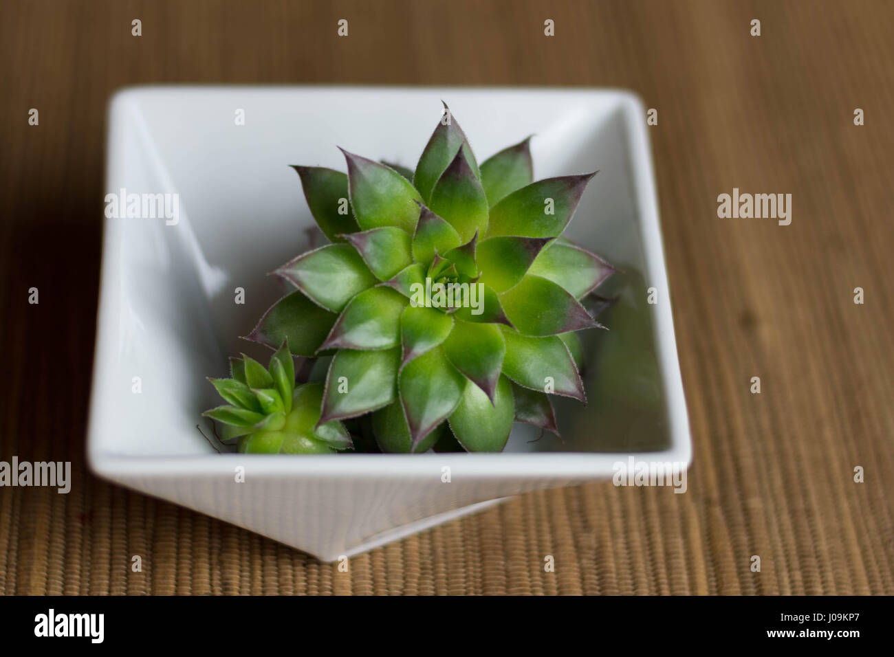 Bright green succulent in white bowl Stock Photo