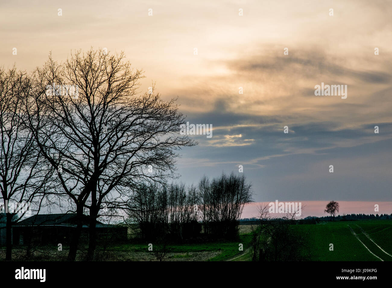 long green field at sunset Stock Photo - Alamy