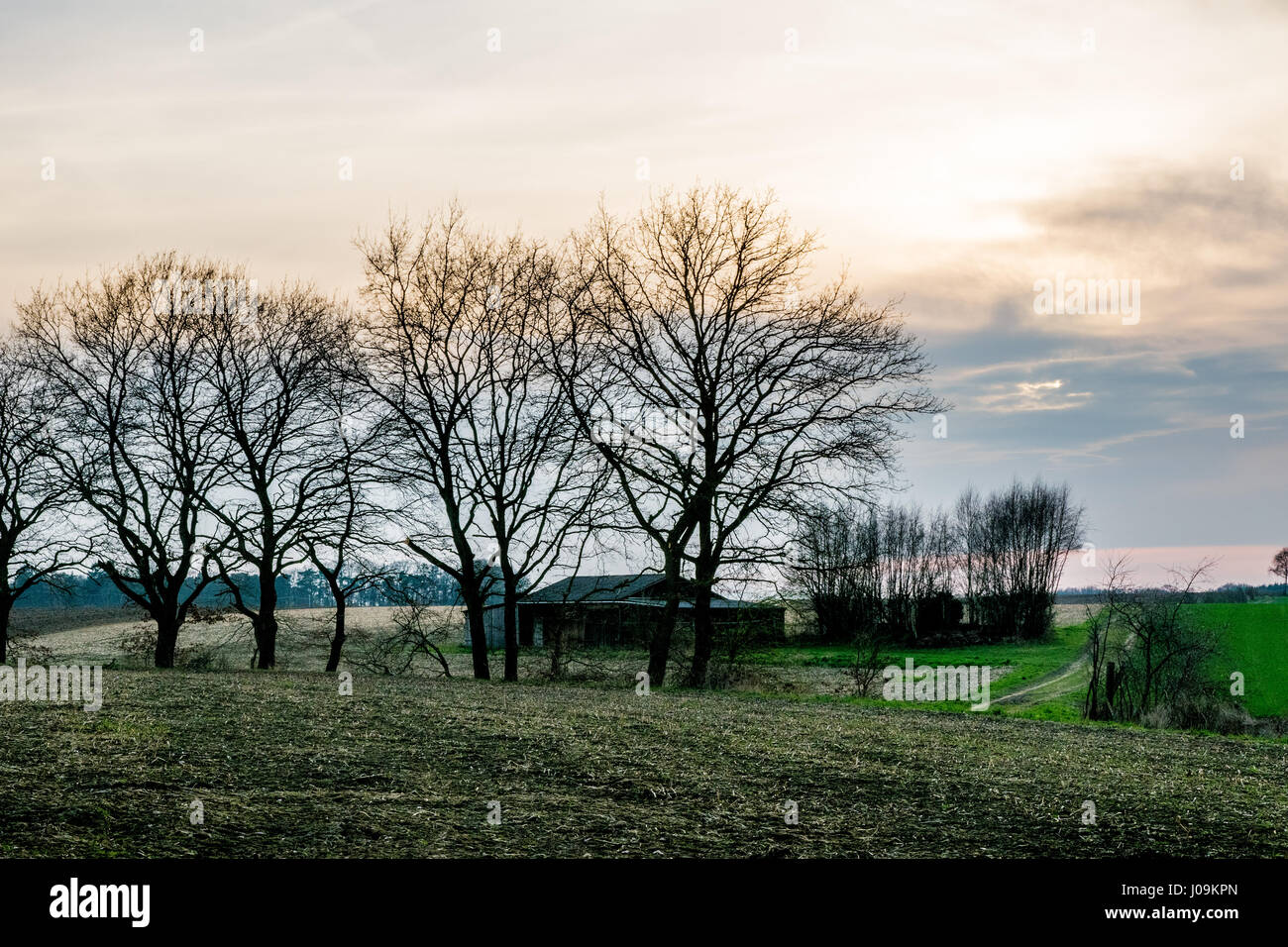 long green field at sunset Stock Photo - Alamy