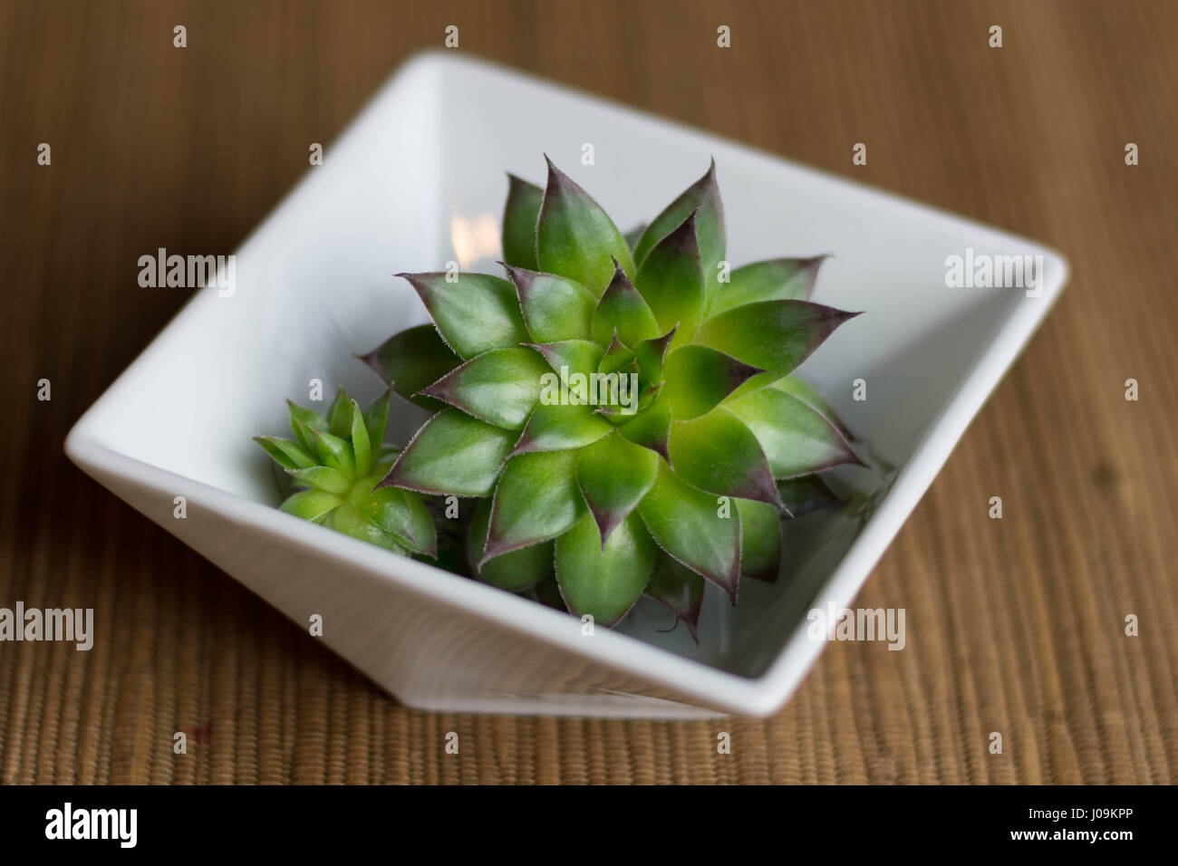 Bright green succulent in white bowl Stock Photo
