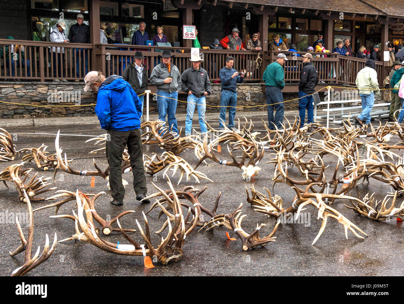 Elk  antler  auction at the 2013 ELKFEST in Jackson Hole, Wyoming. 13 May, 2013. Stock Photo