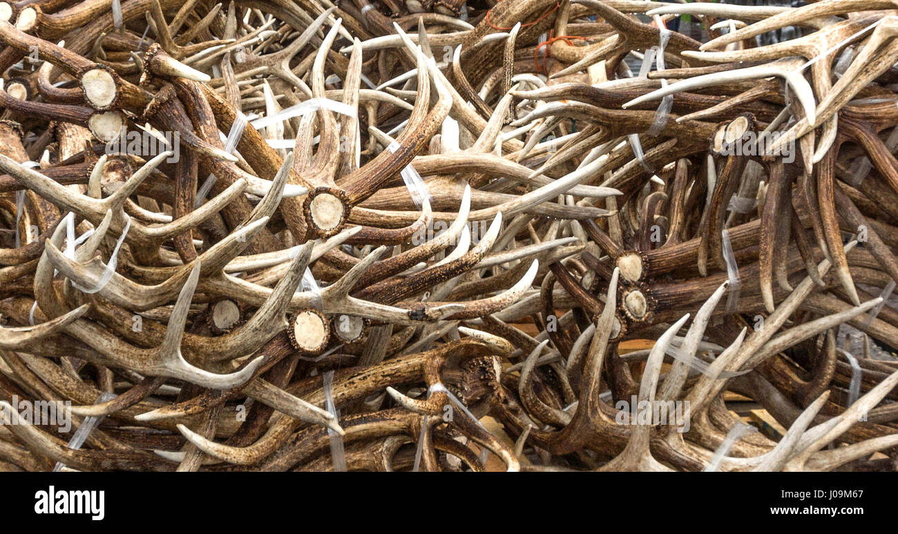 Elk antler auction at the 2013 ELKFEST in Jackson Hole, Wyoming. 13 May, 2013. Stock Photo