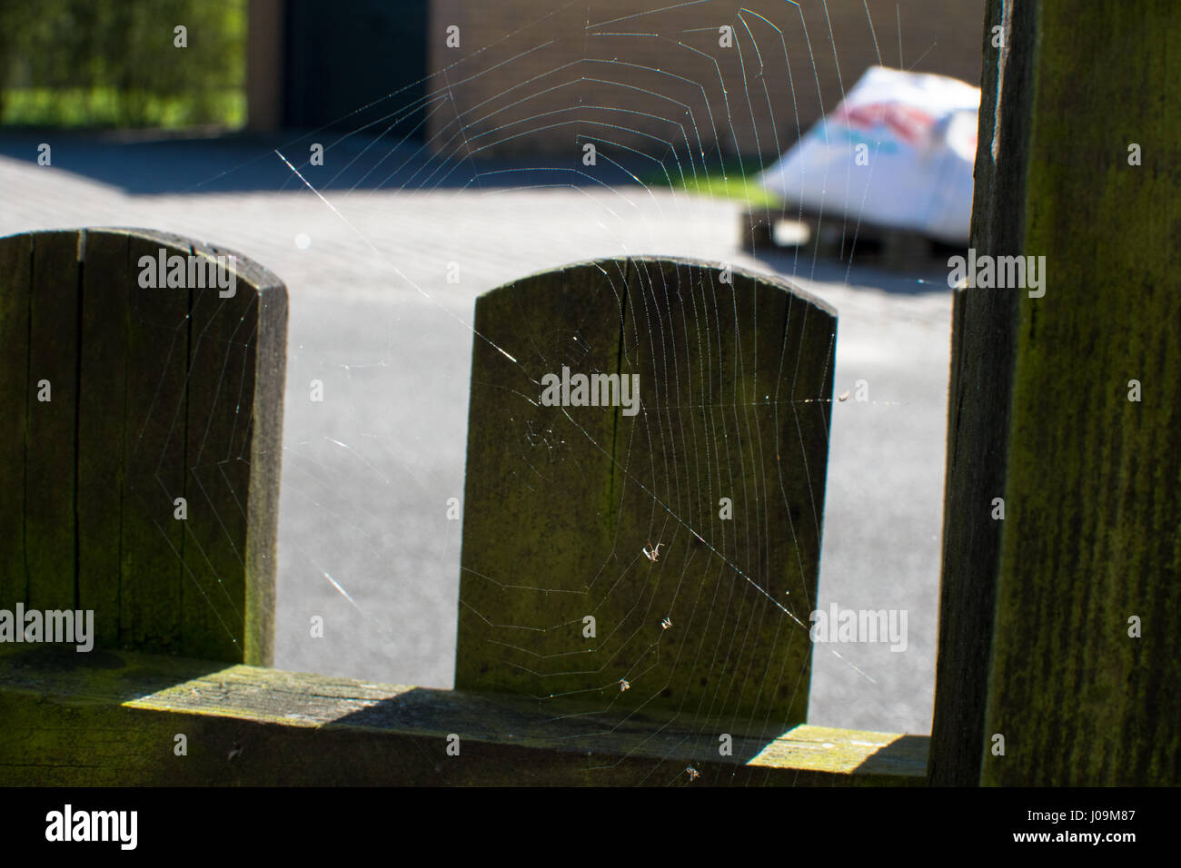 spider web on a wooden fence in the afternoon Stock Photo