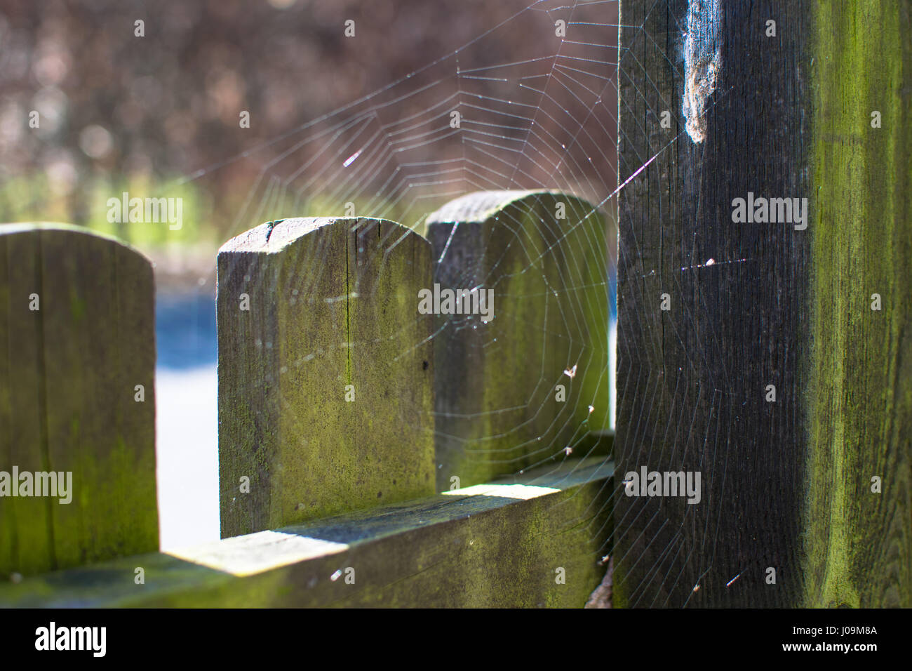 spider web on a wooden fence in the afternoon Stock Photo